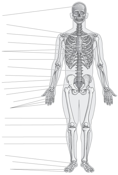 Label the parts of the human skeleton.   