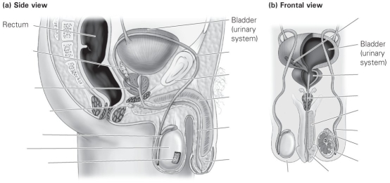 Label the external and internal components of the male reproductive system.   