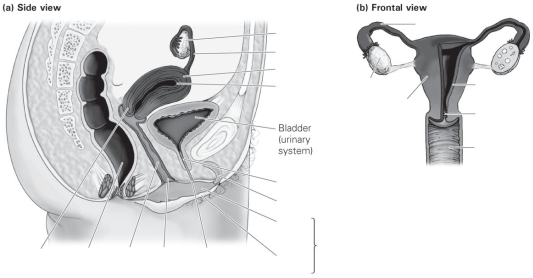 Label the parts of the female reproductive anatomy.   