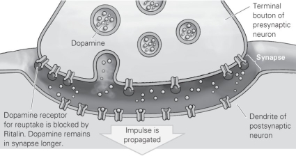 <strong> Refer to the figure for the following question: Drug addiction is characterized by tolerance, in which the user must ingest more of the drug to obtain the same effect. Cellularly, tolerance can be explained by the fact that prolonged use of a drug such as cocaine leads to ________ in the number of receptor proteins present in the postsynaptic neuron.</strong> A) an increase B) a decrease C) no change D) a regulation