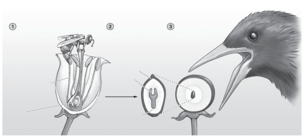   -The diagram shows flowers, seeds, and fruits. All the following make up a seed EXCEPT a(n)  A)  embryo. B)  food source for embryo. C)  seed coat. D)  stamen.