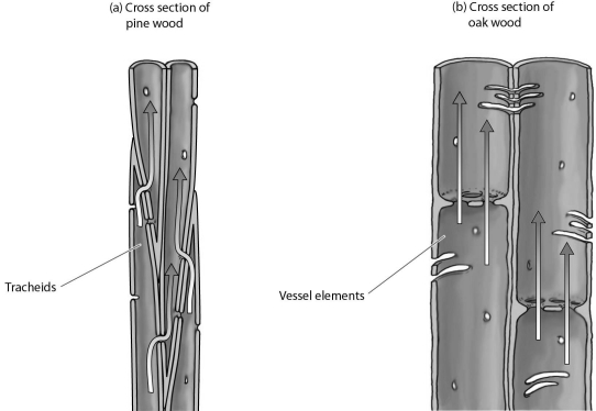 <strong> Whereas vessel elements produce ________ friction on the flow of water than tracheids, they result in ________.</strong> A) more; a reduced risk of an embolism B) less; a greater risk of an embolism C) more; reduced rates of water loss from leaves during a drought D) less; the prevention of water loss from leaves during a drought