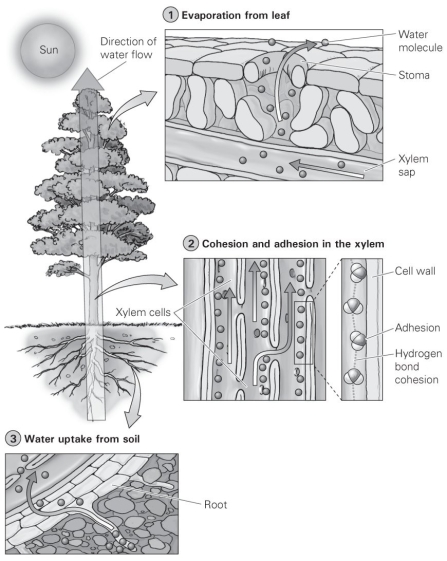 <strong> The overall process illustrated by this diagram is</strong> A) C? adaptations. B) CAM adaptations. C) apical dominance. D) transpiration.