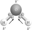   -Use the figure to answer the following question. If two or more of these molecules are in proximity to one another, how will they bond together? A)  hydrogen bonding, with two hydrogen atoms bonded together B)  covalent bonding, with two oxygen atoms bonded together C)  hydrogen bonding, with a hydrogen atom bonded to an oxygen atom D)  ionic bonding, with a hydrogen ion bonded to an oxygen atom