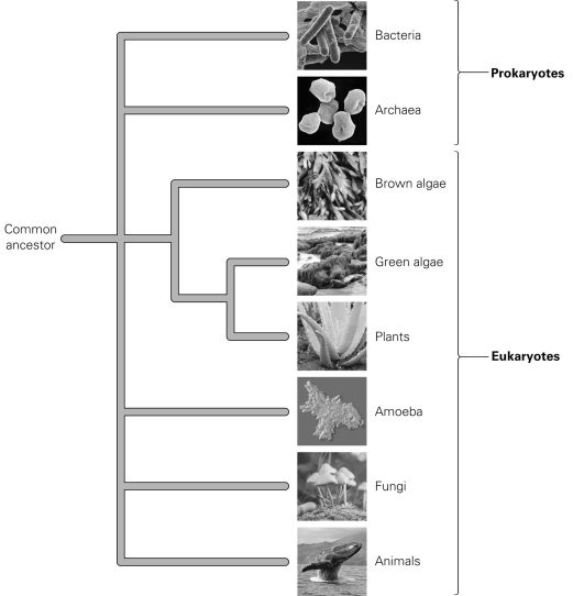   -According to the diagram, which organisms are most closely related on the tree of life? A)  amoeba and brown algae B)  bacteria and animals C)  fungi and archaea D)  green algae and plants