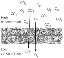           -Use the figure to answer the following question. Which substance requires the use of a protein channel to pass through a plasma membrane? A)  oxygen B)  carbon dioxide C)  water D)  calcium ions