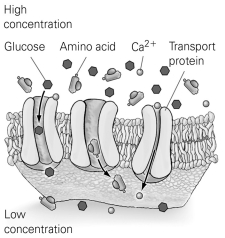           -Use the figure to answer the following question. Which substance requires the use of a protein channel to pass through a plasma membrane? A)  oxygen B)  carbon dioxide C)  water D)  calcium ions