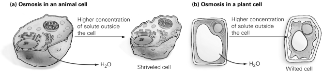           -Use the figure to answer the following question. Which substance requires the use of a protein channel to pass through a plasma membrane? A)  oxygen B)  carbon dioxide C)  water D)  calcium ions