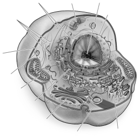 Label the parts of the animal cell.   