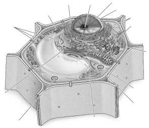 Label the parts of the plant cell.   
