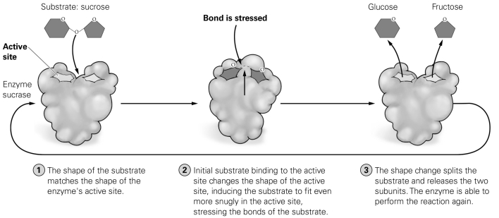   -Assume that a newly developed chemical agent blocks the active site of the enzyme shown in the figure. What molecule should the drug imitate in size and shape? A) glucose B) fructose C) sucrase D) sucrose