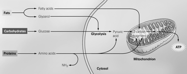   -The figure shows the different pathways taken by the subunits of macronutrients during cellular respiration. Which macronutrient subunit is never converted into pyruvic acid before entering the citric acid cycle? A)  an amino acid B)  a fatty acid C)  glycerol D)  glucose