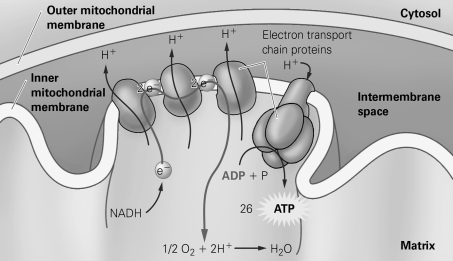   -According to the diagram, how many molecules of oxygen (O₂)  combine with electrons and hydrogen ions to form one molecule of water (H₂O)  at the end of the electron transport chain? A)  1/2 B)  1 C)  2 D)  none
