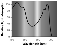   -According to the graph, which wavelengths of light are best absorbed by the chlorophyll pigments found in green leaves? A)  520 nm B)  560 nm C)  620 nm D)  680 nm