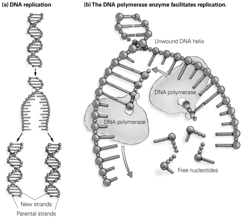  -DNA polymerase moves along the length of the unwound helix, starting at the end of one strand and finishing at the end of the other strand. As shown in this figure, what is the result of this phenomenon? A) One resulting double strand of DNA is composed of new DNA, and one is composed of parental DNA. B) Free nucleotides are added to one strand of parental DNA but not to the other. C) The DNA polymerase moves toward the unwound helix on one strand of DNA and away from it on the other strand. D) DNA polymerase is destroyed as it binds nucleotides to form each daughter strand.