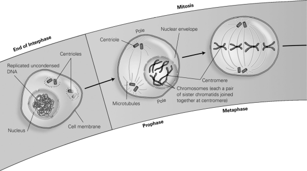   -According to the diagram, what structures are connected to the centrioles by the microtubules during mitosis? A)  the nuclear envelope B)  uncondensed DNA C)  cytoplasm D)  centromeres