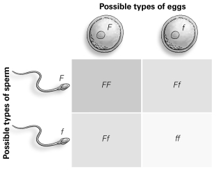   -How many different types of offspring (genotypes)  are possible as a result of this cross, according to the Punnett square in the diagram? A)  1 B)  2 C)  3 D)  4