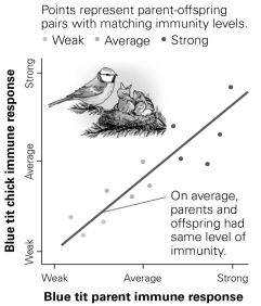   -According to this graph, what can be concluded about immunity in these birds? A)  The heritability value is approximately 0.50. B)  Genes explain all the variation in immunity among birds in this population. C)  Environment still plays a role in these birds' immunity, even though heritability is high. D)  The heritability of immunity follows a bell-shaped curve, indicating a normal distribution.
