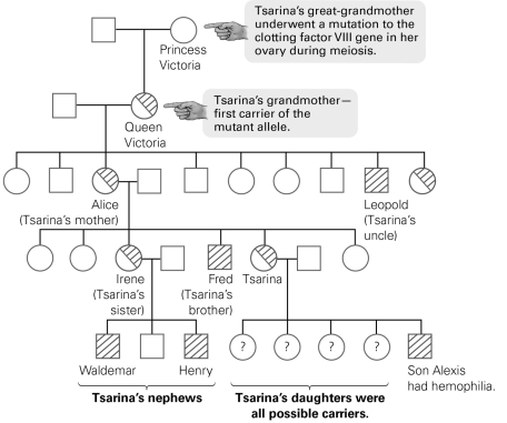   -What information can be inferred about Queen Victoria based on a pedigree of the British royal family? A)  She was the first royal family member with hemophilia. B)  All of her children were born with hemophilia. C)  She was the first royal family member with a mutation in a blood-clotting gene. D)  She inherited a mutation in a blood-clotting allele.
