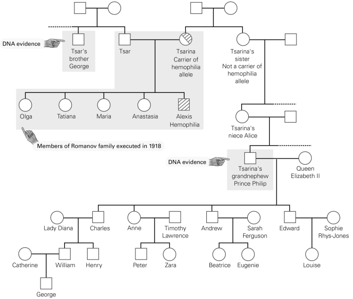   -Which member(s)  of the Romanov family shared DNA sequences with England's Prince Philip? A)  both the tsar and the tsarina B)  only the tsar C)  only the tsarina D)  neither the tsar nor the tsarina