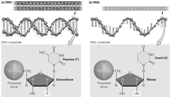   -According to the figure, what difference is shown between DNA and RNA? A) the presence of a nitrogen-containing base B) the presence of a phosphate group C) the type of sugar present D) the presence of guanine