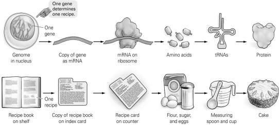   -Which items are not analogous to each other according to this figure? A)  protein; cake B)  amino acids; flour, sugar, and eggs C)  tRNA; copy of recipe D)  genome in nucleus; cookbook on shelf