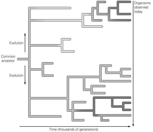   -In the figure, what do the branching points of the tree represent? A)  a modern species B)  the origin of a new species from an ancestral form C)  an extinct species D)  a common ancestor of a group of modern species