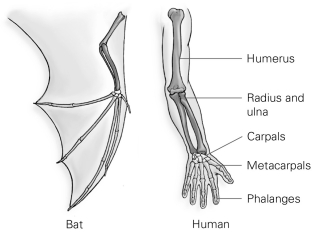   -From the perspective of an evolutionary biologist, what significant information can be inferred from this figure? A) All vertebrates have bones. B) All vertebrates have limbs. C) The relative arrangement of bones is similar. D) Finger bones are usually thin.