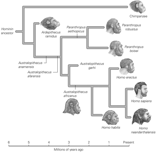   -You're examining fossils from a variety of hominin species. Which fossils would show the greatest amount of radioactive material in relation to daughter products? A)  Paranthropus aethiopicus B)  Homo habilis C)  Ardepithecus ramidus D)  Australopithecus garhi