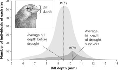  -What type of selection is shown in this figure? A)  stabilizing selection B)  directional selection C)  diversifying selection D)  disruptive selection