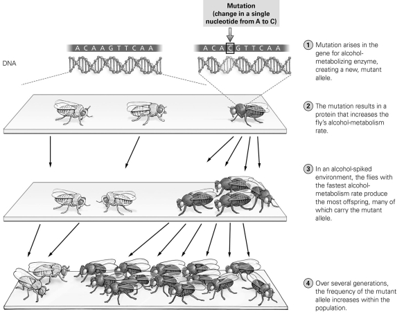   -How would you describe the gene changes shown in this figure? A)  No genes have changed, since all flies have a gene for alcohol processing. B)  The number of genes in the population has increased. C)  The frequency of the fast enzyme allele has decreased. D)  The frequency of the fast enzyme allele has increased.