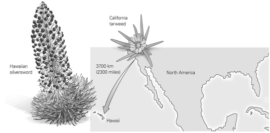   -California tarweed seeds were able to reach the Hawaiian Islands, and a new species emerged from this isolated population. What concept applies to this example? A) the founder effect B) hybridization C) punctuated equilibrium D) polyploidy