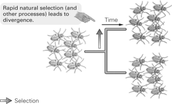   -What concept is illustrated by the figure above? A) gradualism B) hybridization C) punctualism D) polyploidy