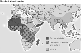   -The figure shows that sickle cell allele is not common in every region that malaria is present. Why are there differences in the presence of sickle cell alleles in these locations? A) The sickle-cell allele only protects against some forms of malaria. B) The sickle-cell allele is adaptive in only some races but not others. C) The sickle-cell allele appeared by chance in certain populations and increased in frequency in those populations after it appeared. D) The areas where sickle-cell and malaria overlap represent migration from the original population where sickle-cell arose.