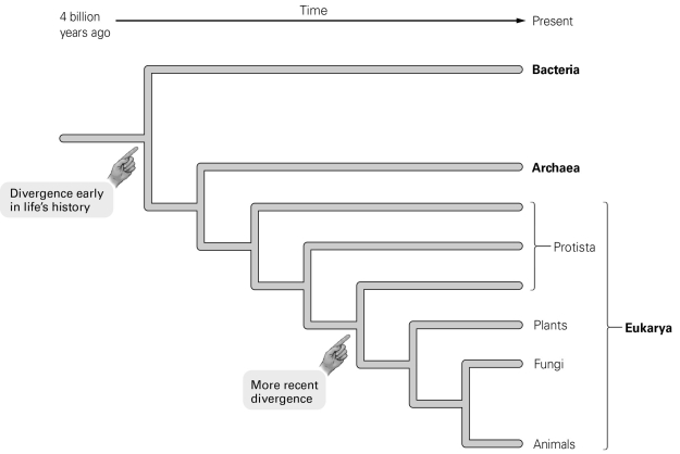   -Fossils of ancient organisms are found in deep layers of rock, while the fossils of more recent organisms are found in shallower layers. Which two groups' common ancestor would be found in relatively shallow fossils? A)  protists and bacteria B)  fungi and archaea C)  animals and plants D)  plants and protists