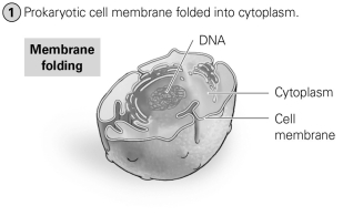   -What evolutionary milestone is shown in the figure? A) bacteria evolving into archaea B) prokaryotes evolving into eukaryotes C) protists evolving into animals D) algae evolving into plants
