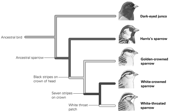   -In this phylogeny feather pattern on the head is the trait used to separate the sparrows into groups. DNA analysis suggests a different phylogeny that places white-crowned birds and golden-crowned birds more closely together. Therefore, what process results in the striped pattern on the head? A)  convergent evolution B)  sexual selection C)  genetic drift D)  endosymbiosis