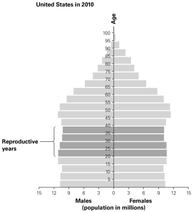   -Based on the population pyramid of the United States in 2010, as seen in this figure, what predictions can be made about the population? A) It will be in a demographic transition. B) It will experience a decrease. C) It will experience a decrease after a period of high demographic momentum. D) It will remain relatively stable due to low demographic momentum.