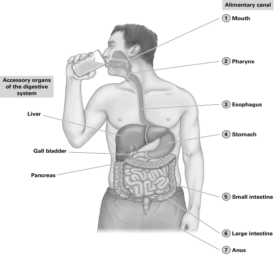   -Which organ secretes a buffer that neutralizes the acidity of stomach acid? A) gall bladder B) liver C) pancreas D) pharynx