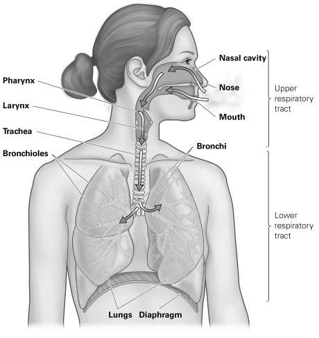   -Refer to the figure to answer the following question: Which structure will connect to alveoli, where gas exchange will occur? A)  larynx B)  trachea C)  bronchi D)  bronchioles