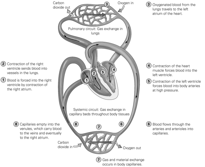   -Refer to the figure to answer the following question: In which of the labeled regions would blood pressure be the highest? A)  Region 5 B)  Region 6 C)  Region 7 D)  Region 8