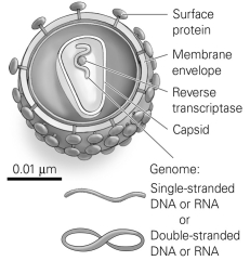   -Refer to the figure to answer the following question: Which statement about viruses is correct? A) Viruses are composed of cells. B) Viruses have no genome. C) Viruses can make their own enzymes. D) The genes of a virus code for proteins necessary to make more viruses.