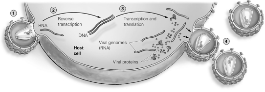   -Refer to the figure to answer the following question: During which step in replication is the virus dependent upon the use of its own reverse transcriptase? A)  Step 1 B)  Step 2 C)  Step 3 D)  Step 4