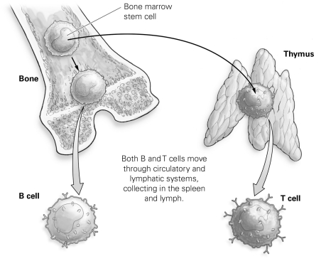  -Refer to the figure to answer the following question: A disease that prevented the continued development of lymphocytes in the bone might cause which action? A)  It would lead to a reduced cell-mediated response. B)  It would lead to an incomplete development of T cells. C)  It would prevent the formation of T4 cells. D)  It would lead to a reduced antibody-mediated response.