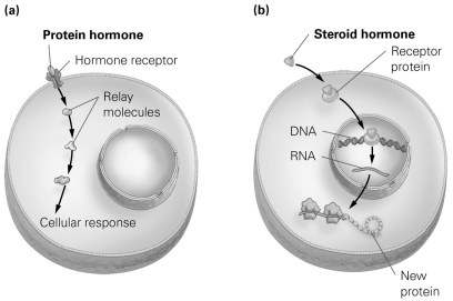   -Consider the figure illustrating the two major classes of hormones and their actions. Which class of hormones would you expect to be ideally suited for long-term processes such as growth and development? A)  protein hormones, because they can relay messages B)  steroid hormones, because they can turn specific genes on or off C)  protein hormones, because they cannot cross cell membranes D)  steroid hormones, because they can diffuse across cell membranes