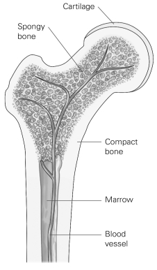   -Refer to the figure to answer the following question: Which component of bone is responsible for producing blood cells? A)  cartilage B)  marrow C)  spongy bone D)  compact bone