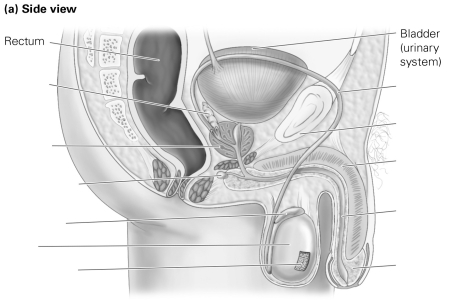 Label the external and internal components of the male reproductive system.       