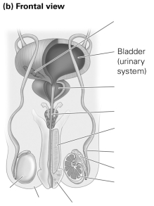Label the external and internal components of the male reproductive system.       