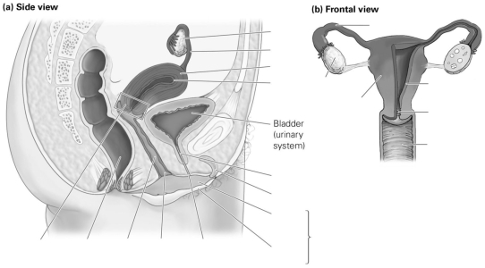 Label the parts of the female reproductive anatomy.   