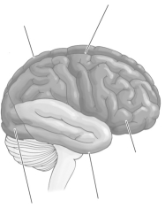   -Refer to the diagram to answer the following question: A blow to which part of the head could lead to loss of vision? A)  front B)  top C)  back D)  side